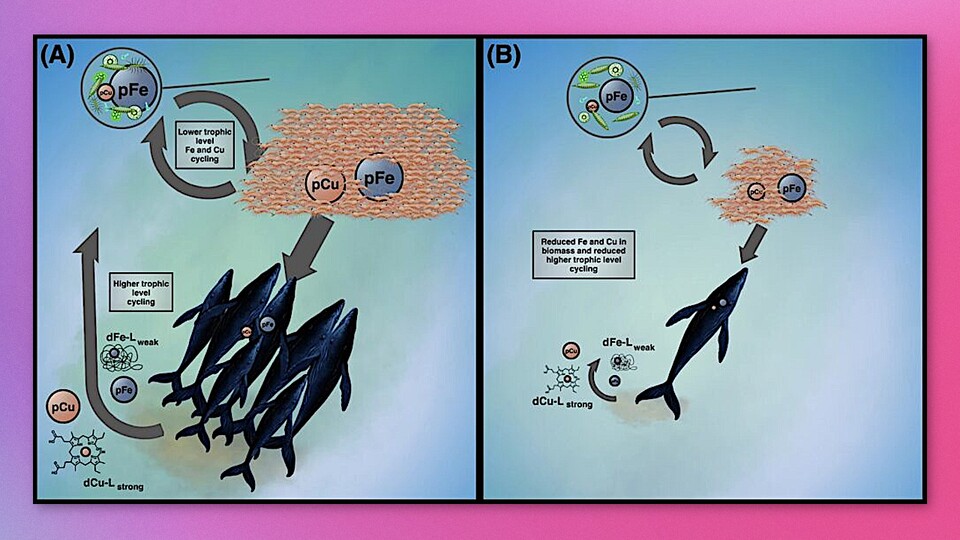 Links ist das Ökosystem mit vielen Walen zu sehen. Rechts die Folgen durch den sinkenden Walbestand.