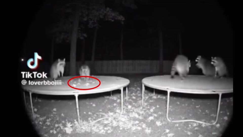 Team Rocket beim Trampolinspringen. (Bildquelle: davidmorehouseThreads)