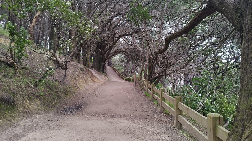 Der Way of the Nazgul im Stadtpark von Wellington. Durch den sogenannten Vertigo-Zoom erscheint die Straße im Film bedrohlich.