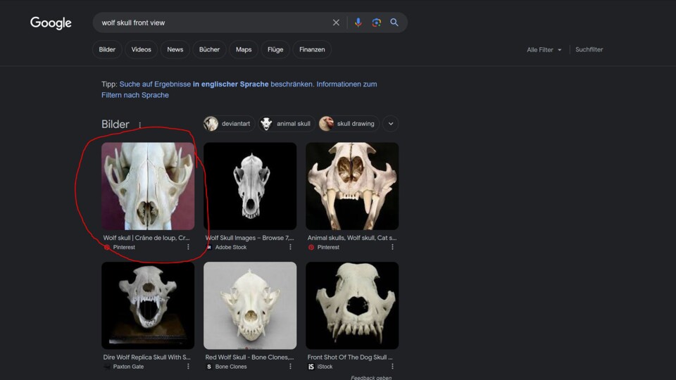 Sieht ähnlich aus, ist aber ein Waschbär und kein Wolf.