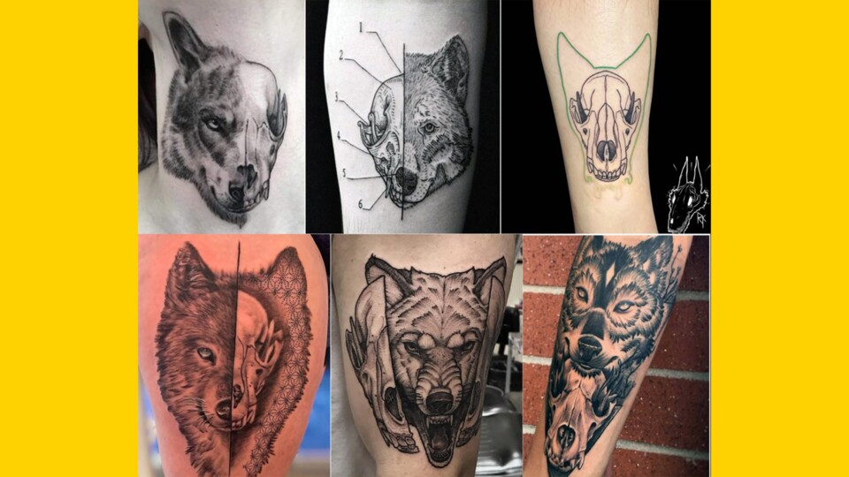Viele Wolfsköpfe, aber immer derselbe Schädel. (Bild: X Kairo_Anatomika)