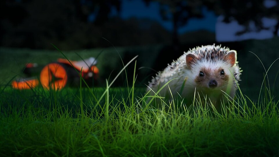 Schutz für kleine Gartenbewohner: Der WORX Landroid Vision S250 erkennt Igel und andere Wildtiere dank seiner Kamera und weicht ihnen aktiv aus. Rasenpflege, die Rücksicht nimmt.