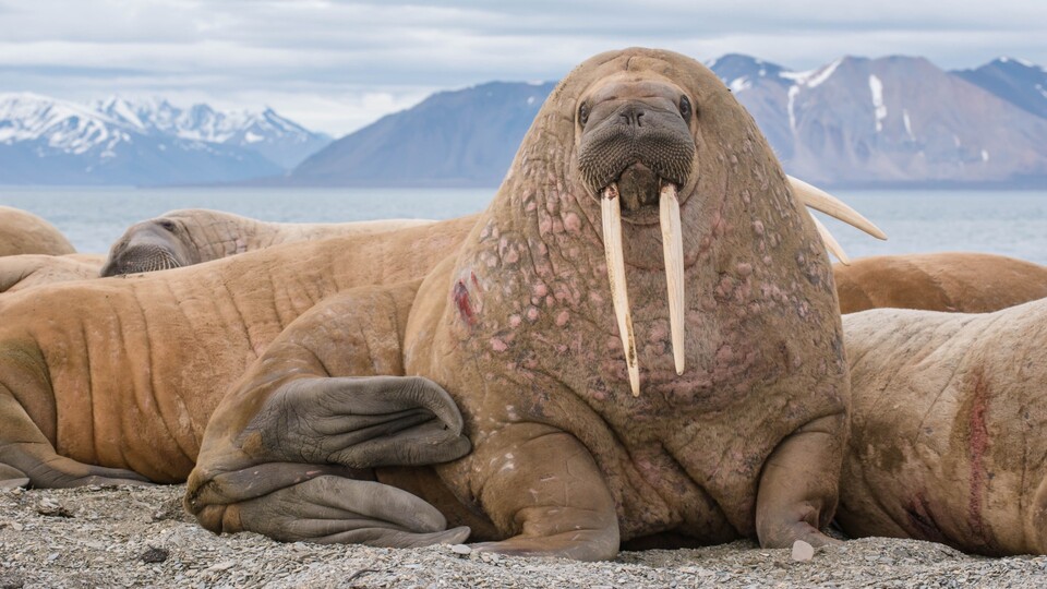 Walrösser sind fantastische Tiere, die für ihre lautstarken Interaktionen bekannt sind. (Bildquelle: Adobe Stockmikhail cheremkin)