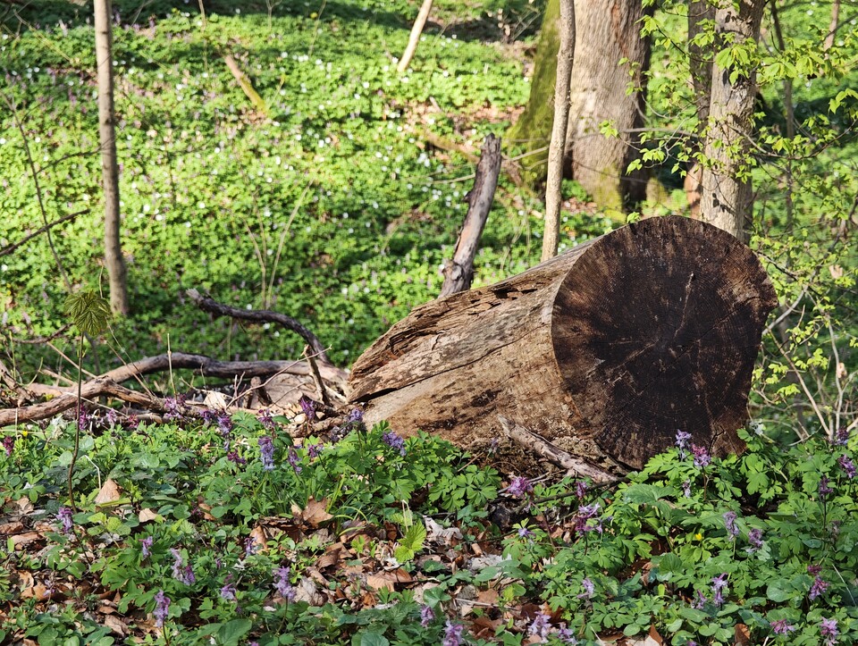 Testfoto Nr. 3: mittlere Distanz (etwa drei Meter).