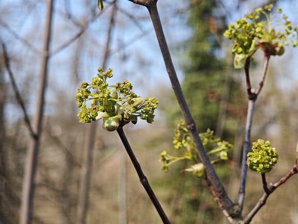 Testfoto Nr. 2: Makrobereich.