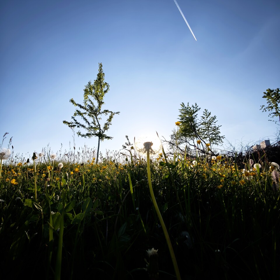 Die Ultraweitwinkel-Kamera liefert bei gutem Licht detailreiche Ergebnisse ab. (Bildquelle: Duy Linh DinhGameStar Tech)