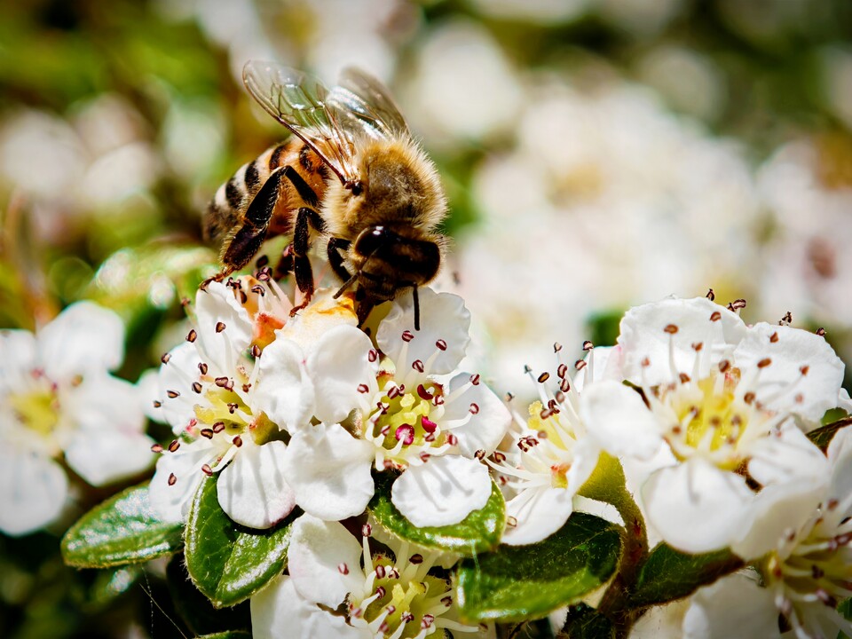 Mit der 3x-Tele lassen sich wunderbar Makroaufnahmen schießen. (Bildquelle: Duy Linh DinhGameStar Tech)