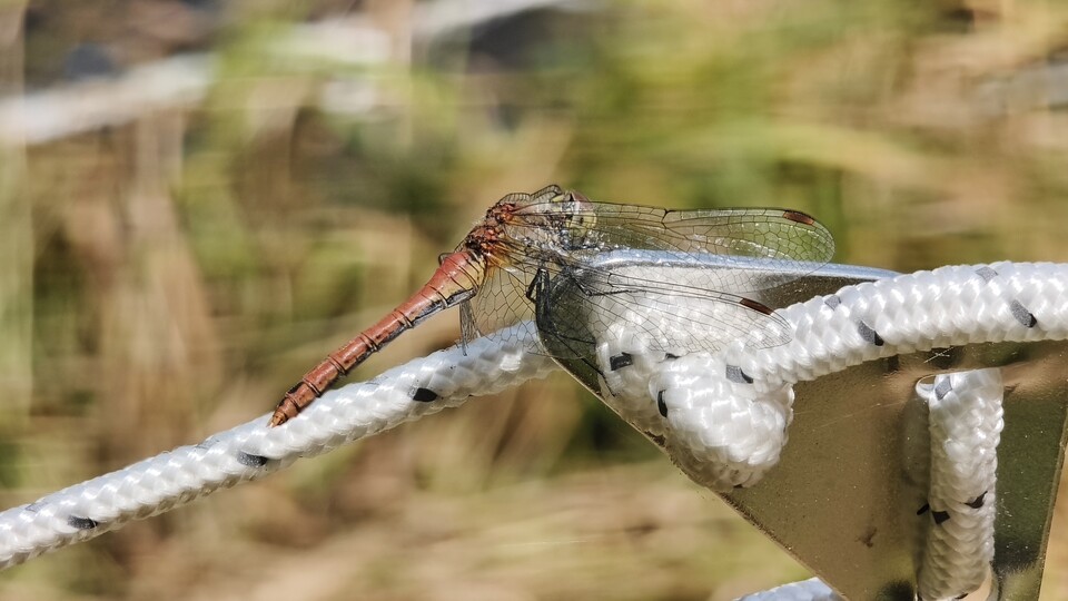 Im Zoom-Makromodus lassen sich auch scheue Insekten wie diese Libelle mit schönen Details aufnehmen (Bild: Dennis Ziesecke, Xiaomi 17T, 5x optischer Zoom)