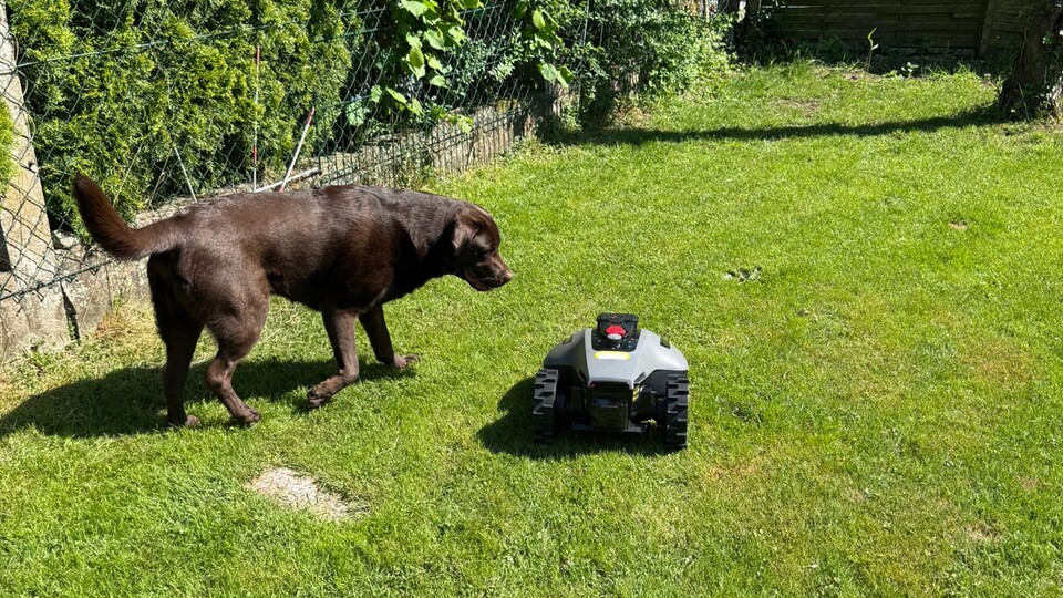 Wenn ihr auch einen neugierigen Hund im Garten habt, macht euch keine Sorgen. Der Yuka Mini hat eine Hinderniserkennung und es ist schier unmöglich, dass eurem Hund etwas passiert.