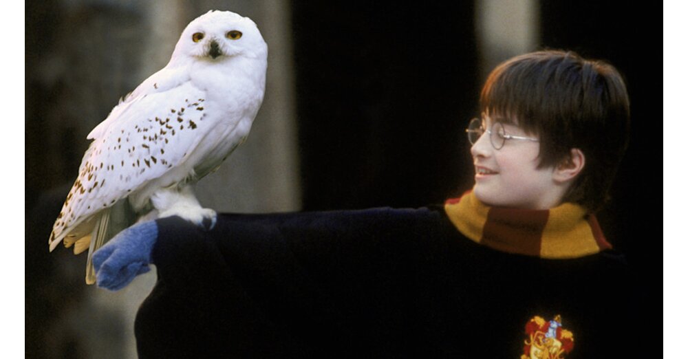 Hedwig: a Eule de Harry Potter e Seus Curiosos Bastidores