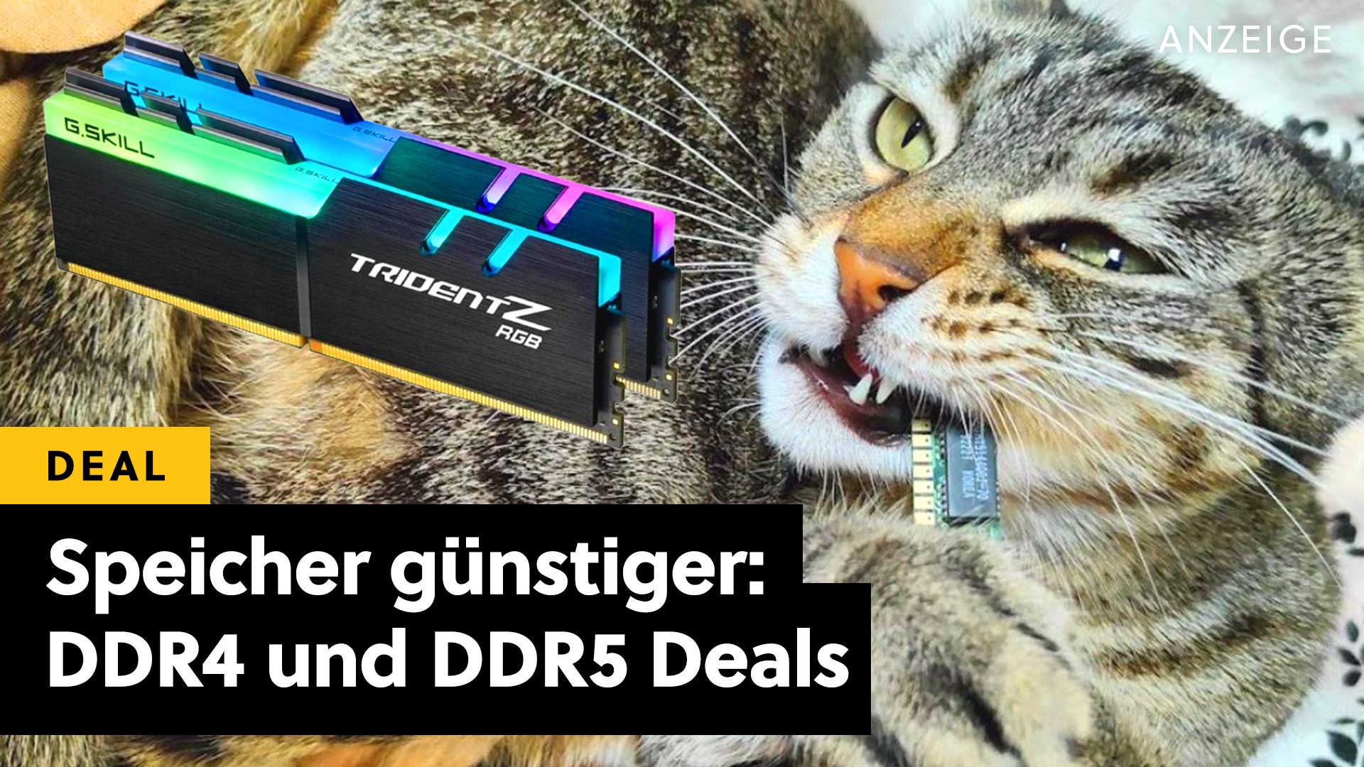 Deals: Arbeitsspeicher - RAM wird endlich günstiger: Die besten Preis-Leistungs-Module für DDR4 und DDR5 [Anzeige]
