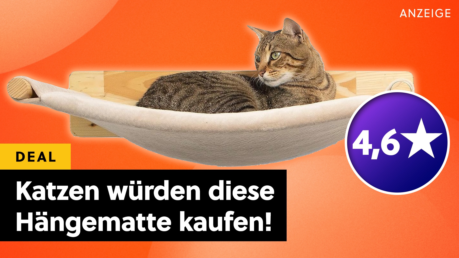 Damit wird eure Katze der Star in jedem Teams-Meeting! Die beste Hängematte und Kletterwand für eure Mietzen und Kater