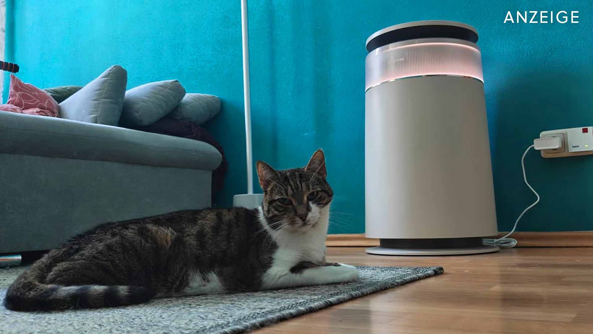Deals: DREAME - Als Katzenhalter möchte ich auf dieses Smart-Home-Gadget nie wieder verzichten! [Anzeige]