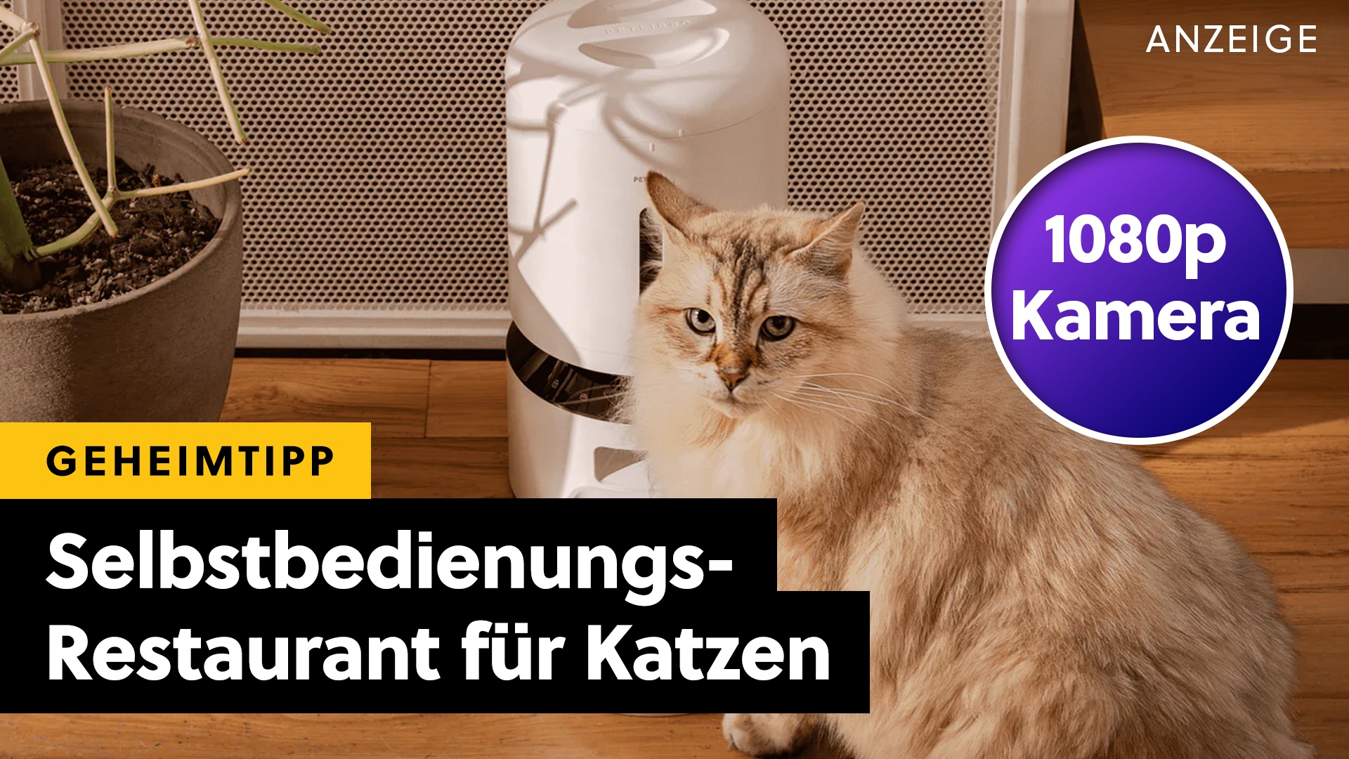 Katzen lieben ihn - Dieser Futterspender mit Nachtsicht-Kamera ist jetzt supergünstig! [Anzeige]