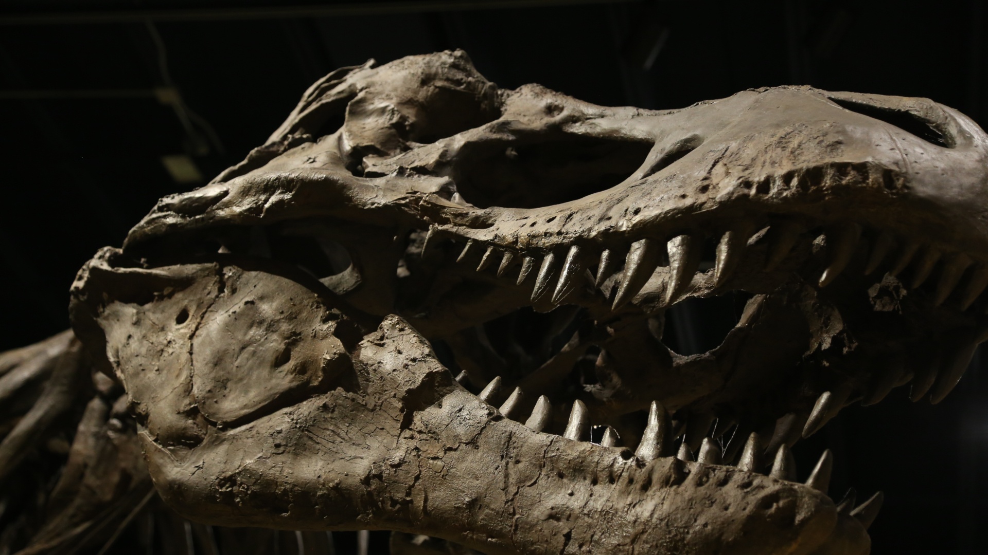 #Wir dachten, der Tyrannosaurus war riesig – nun gibt es Gründe, davon auszugehen, dass er noch viel größer war