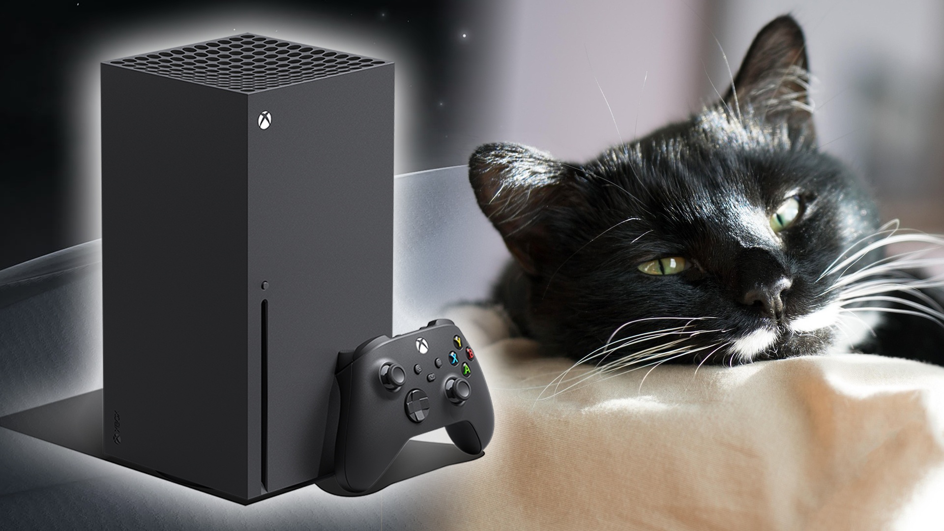 News: Katze vs. Xbox - Die Katze eines Spielers hat seine Xbox eingenommen, aber er hat sich etwas Gewieftes einfallen lassen, um das Biest zu verscheuchen
