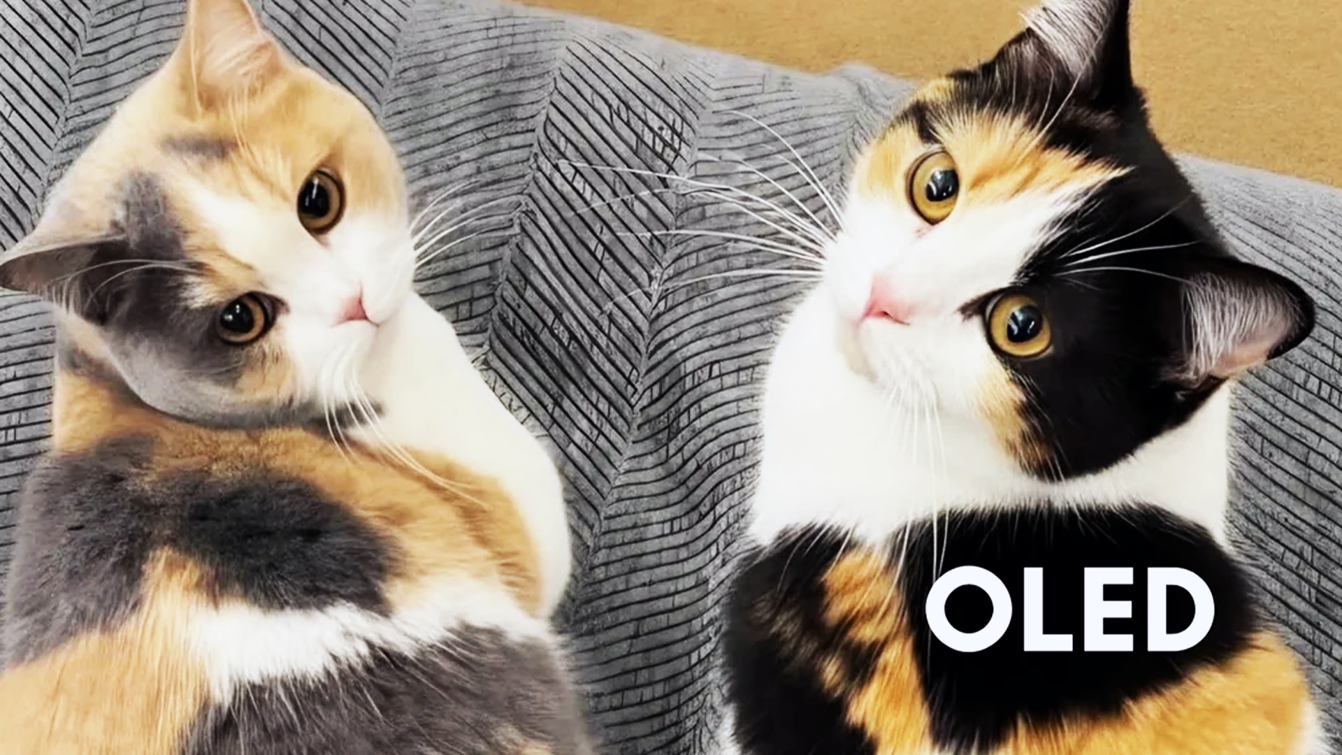 Special: OLED vs. LED - Ihr kennt den Unterschied zwischen OLED und LED nicht? Der ist schnell erklärt – mit Katzen