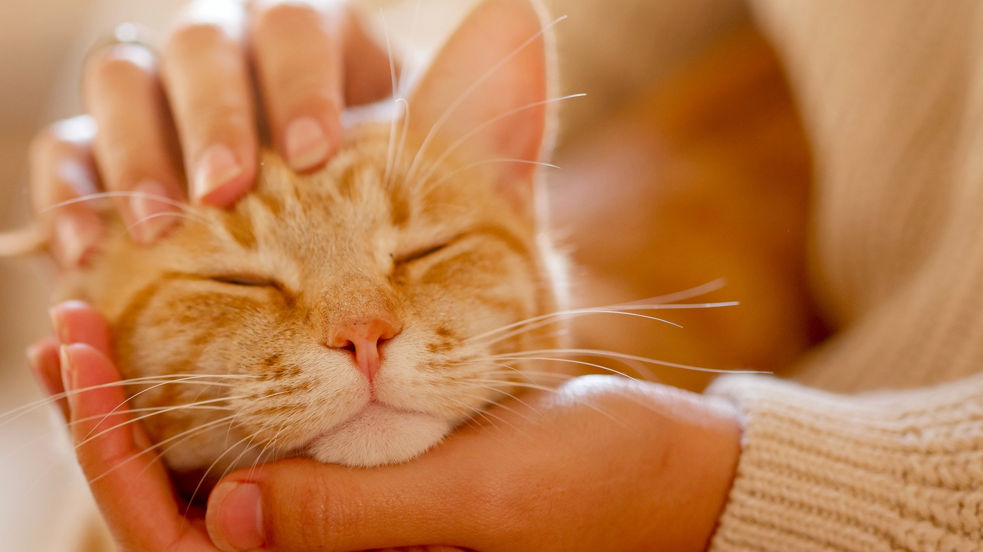 Special: Wissenschafft & Community - Neue Behandlungsmethode für Katzen soll ihre Lebensspanne »von 15 auf 30 Jahre verdoppeln« und über 1.200 Kommentare setzen sich damit kritisch auseinander