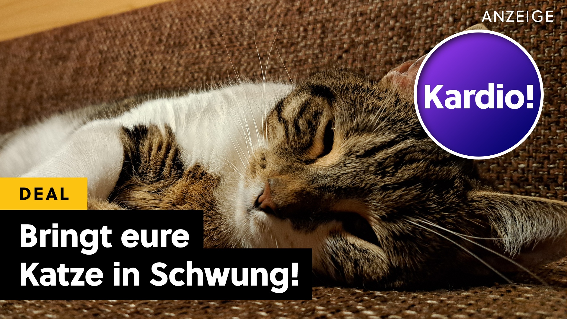 Vom Couchpotato zum Schnurr-Athleten: Diese geniale Erfindung könnte lebensverändernd für eure Katze sein - ohne Witz!