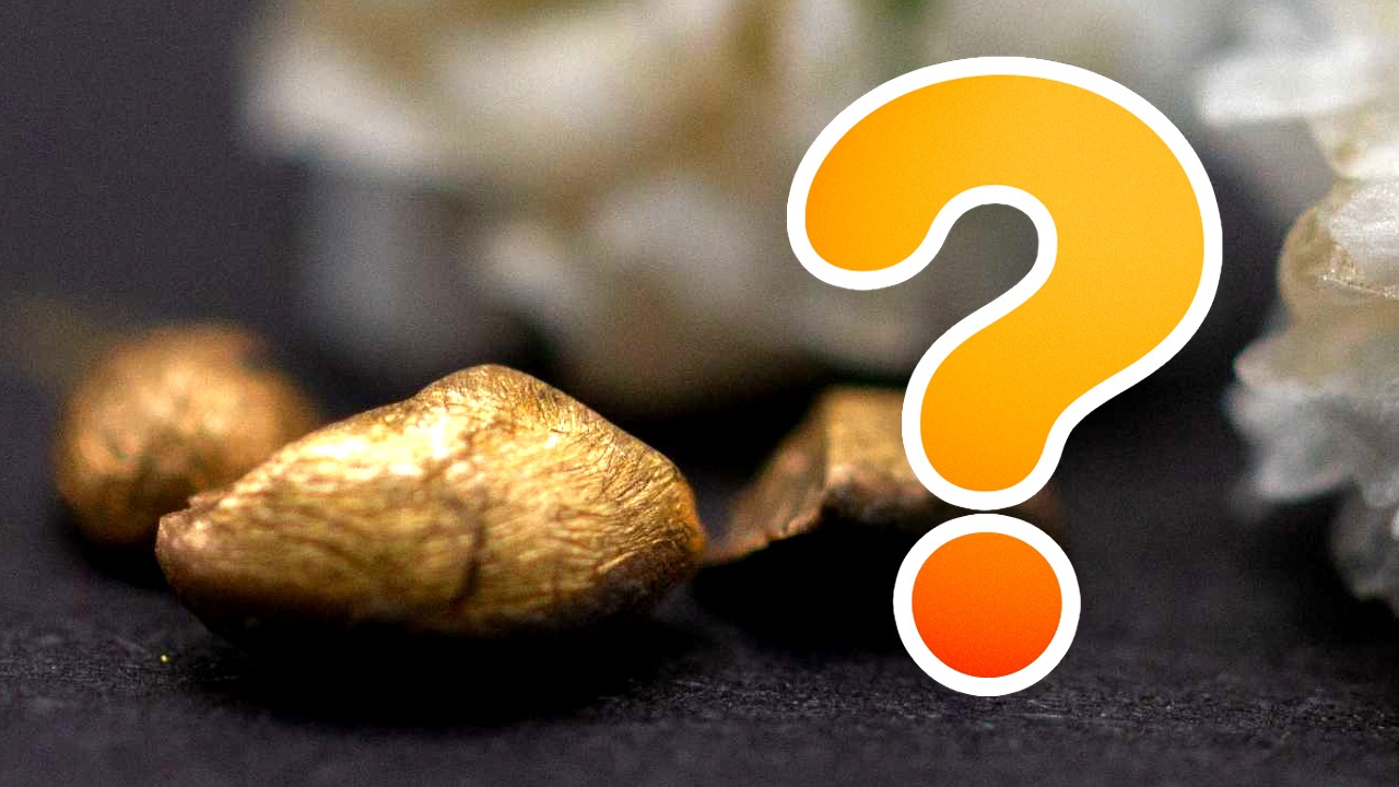 »Das elektronische Gerät, das wir alle wegwerfen und das 450 Milligramm Gold enthält«: Auch wenn wir nicht alle reich werden ist die Geschichte interessant