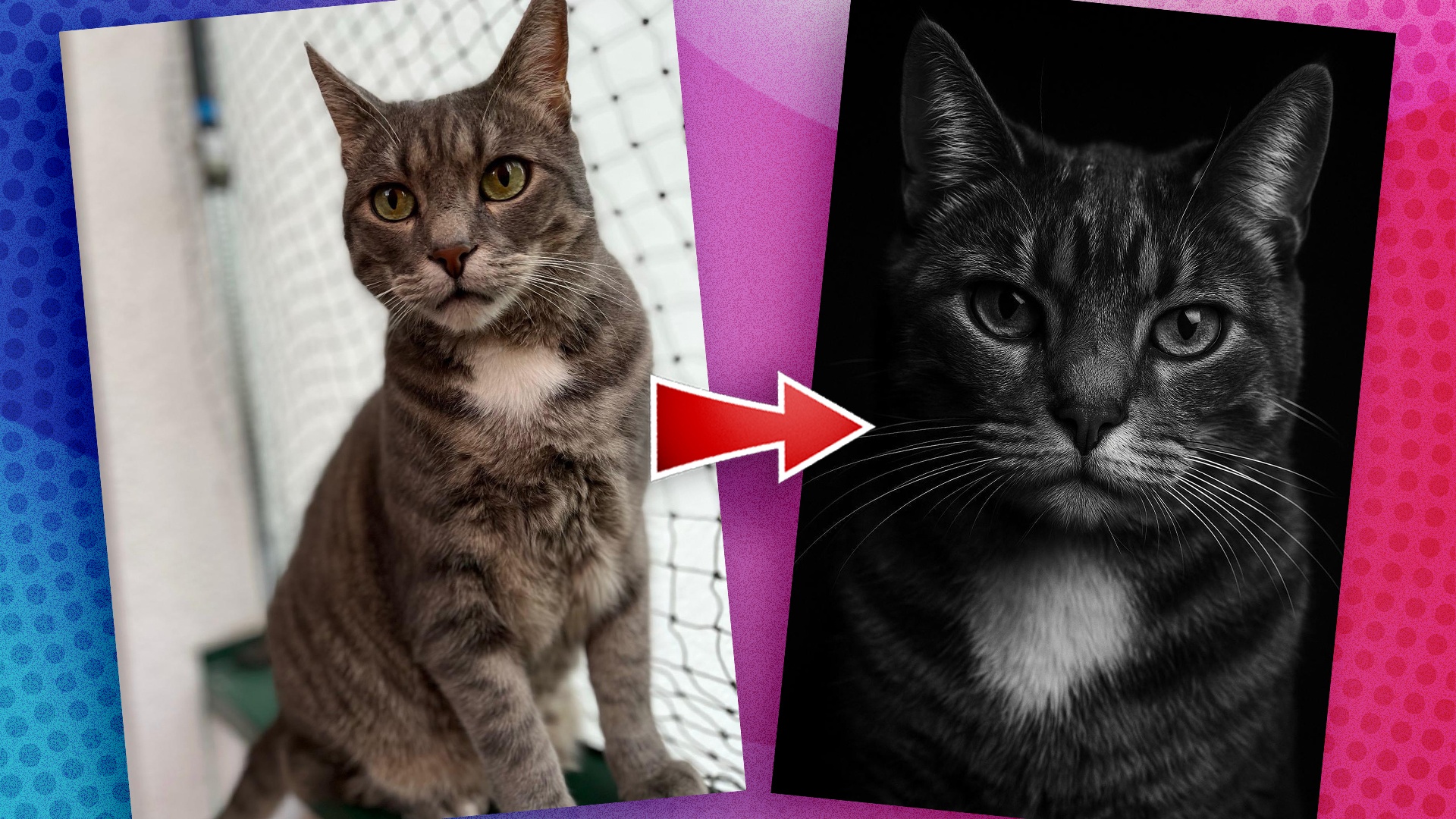 Special: ChatGPT-Trend - In wenigen Schritten erstellt ihr ein Schwarz-Weiß-Portrait
