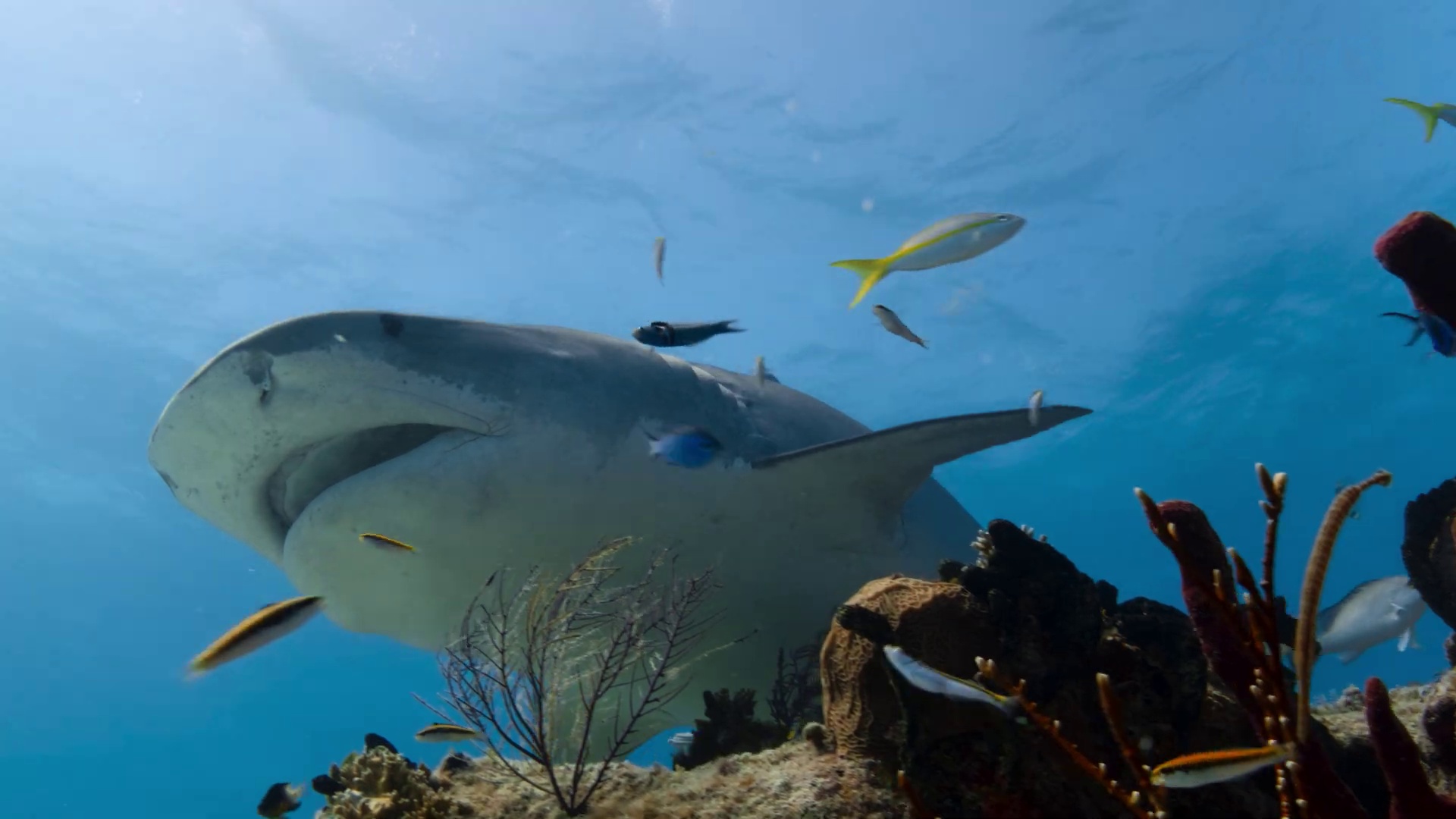 Unser Planet 2: Netflix schickt die atemberaubende Natur-Doku-Serie in
