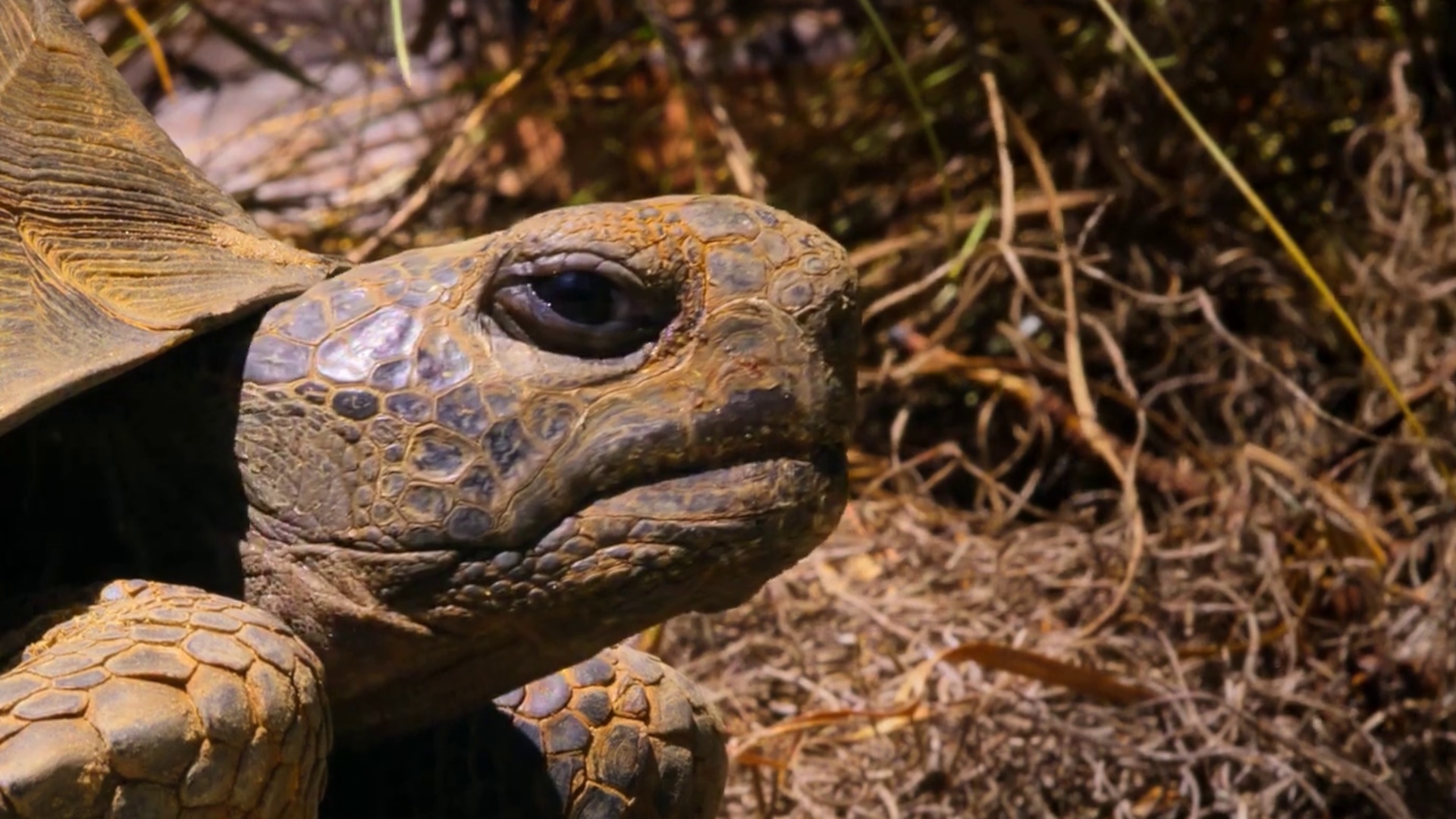 Our living world: Netflix reveals the new nature documentary in the ...