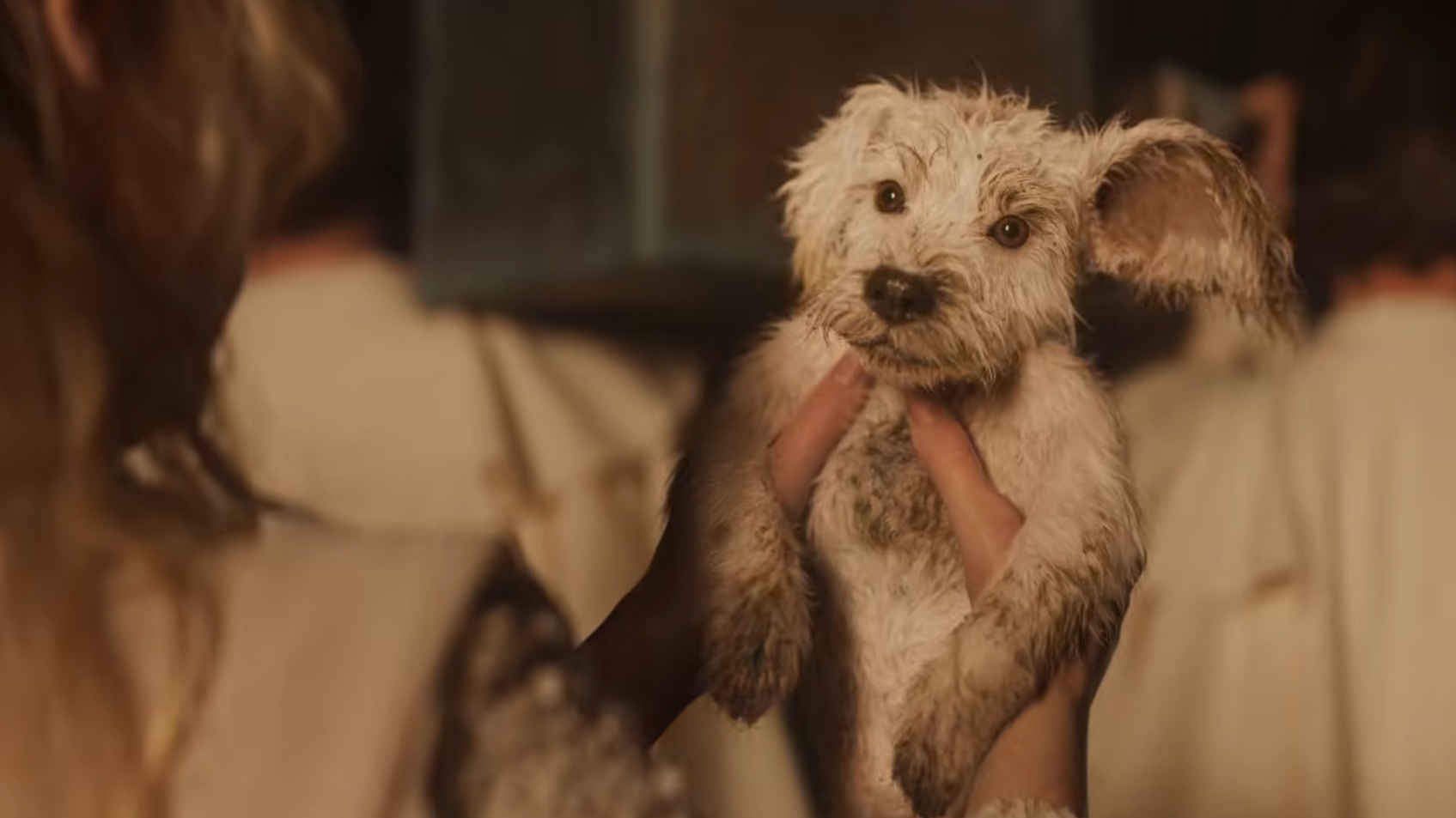 Video: »Das wird der Hammer!« - Der neue Supergirl-Trailer überzeugt Fans mit einem zotteligen Baby-Krypto und einer direkten Superman-Anspielung