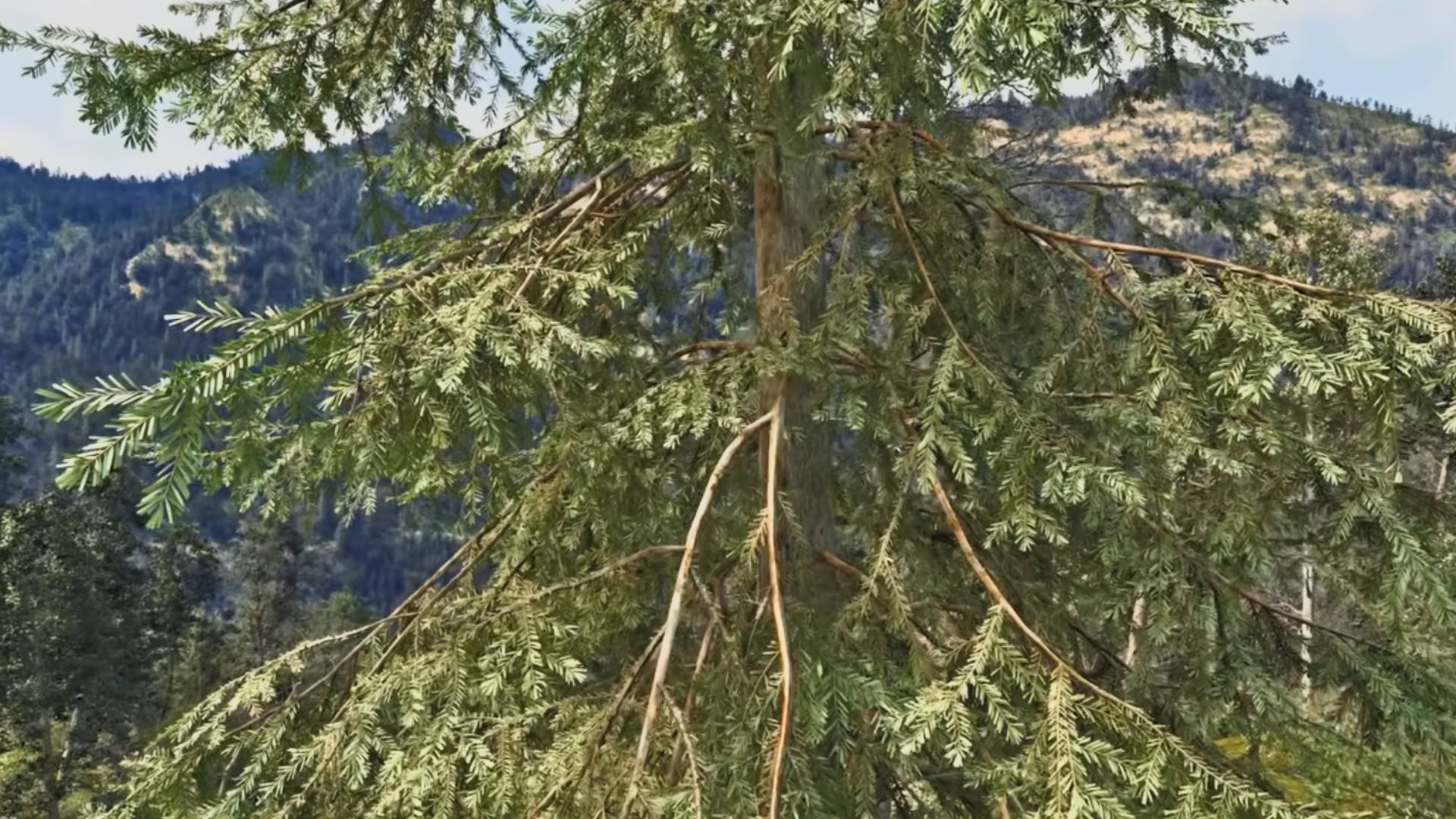 Video: Riesige Pathtracin-Wälder in The Witcher 4: Nvidia zeigt neue Grafik-Demo