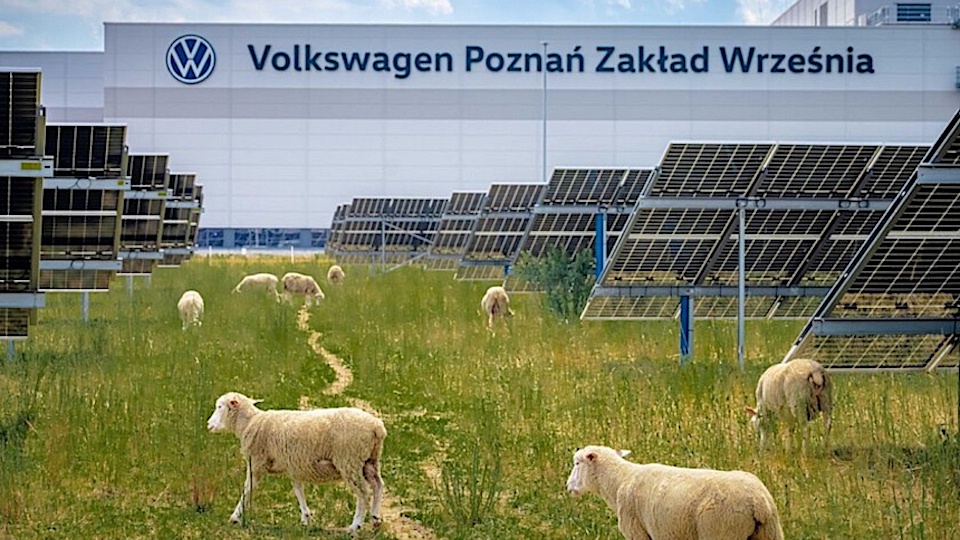 News: Energie - Volkswagen setzt auf Schafe statt Roboter: Wie ein Herde unter 31.000 Solarmodulen die Energiewende unterstützt