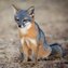 FoxGrey