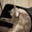 DickerKater