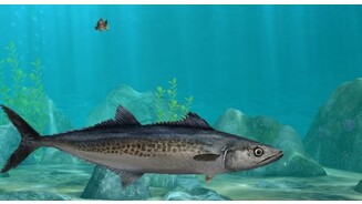 World of Fishing - Screenshots