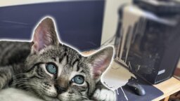 Spieler lässt Farbeimer auf PC stehen und vergisst den Raum zu schließen - seine Katze rennt hinein und sorgt für einen wahrgewordenen Albtraum