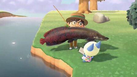 Was tue ich da? Animal Crossing-Fan fängt seltenen, wertvollen Fisch, freut sich wie bolle - und wirft ihn dabei versehentlich zurück!