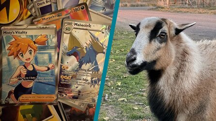 Schaf kommt an die Pokémon TCG-Lieferung eines Fans, reißt all seine Packs auf und zieht direkt Karte im Wert von bis zu 154 Euro - Das Schaf hat mehr Glück als ich