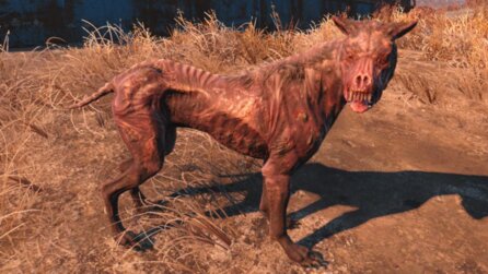 Schon gewusst? In Fallout 4 kann ein weiterer Hund neben Dogmeat für euch kämpfen - so einfach bekommt ihr den mutierten Vierbeiner