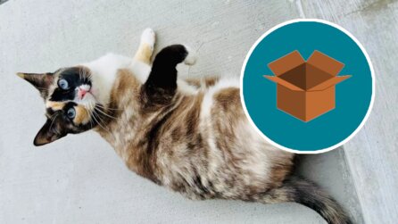 Teaserbild für Katze steigt in Amazon-Paket und wird versehentlich verschickt - taucht 6 Tage später am anderen Ende des Landes auf