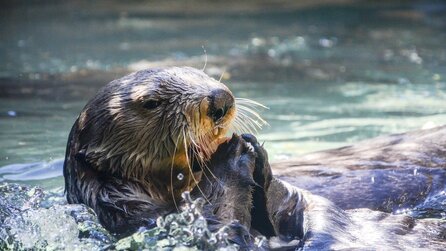 Surferin will nur Wellen reiten, als ein Otter ihr den Fuß anknabbert und ihr dann auch noch das Brett stiehlt