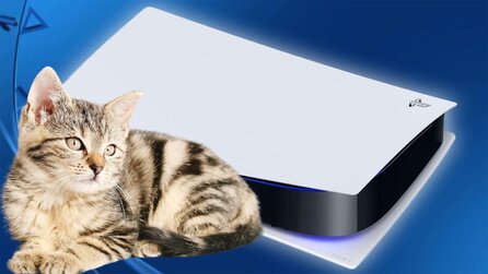 PS5-Launchchaos: Fans erhalten Katzenfutter statt bestellter Konsolen