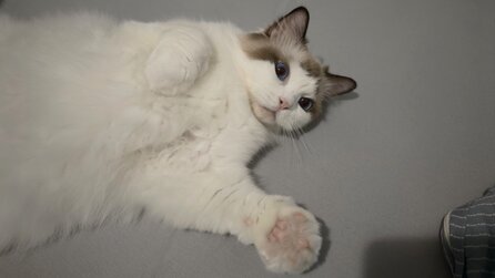 Katze als Rauchmelder: Spieler hört seine Fellnase aus dem anderen Zimmer miauen und merkt dann, dass das Netzteil seiner Grafikkarte kurz davor war zu schmelzen