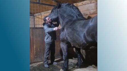 Ihr dachtet, das Riesenpferd aus Zelda BotW ist groß? Dieses Pferd aus der echten Welt kommt da auf jeden Fall nah dran