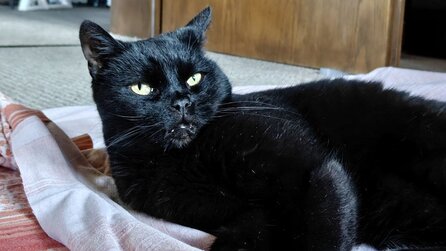 PC-Spieler leistet sich 45 Zoll Ultrawide OLED 240Hz-Screen - nach zwei Wochen hat seine Katze ihn schon kaputt gemacht