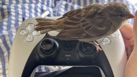 PS5-Spieler nimmt Spatz bei sich auf, den er fast mit dem Laubbläser erwischt hätte, jetzt setzt der sich beim Zocken einfach auf seinen Controller