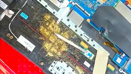 Laptop-Besitzerin wundert sich über Ameisen auf dem Bildschirm - stellt sich raus, dass die Tiere eine ganze Kolonie im Gerät angelegt haben