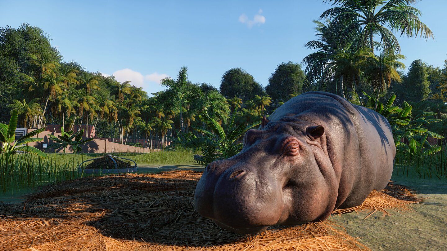 Planet ZooHappy Hippo: Unser Flusspferd ist pappsatt und macht erstmal ein Nickerchen, bevor es schlafen geht. Die Hautfalten und -texturen sehen auch im Spiel so detailliert aus.