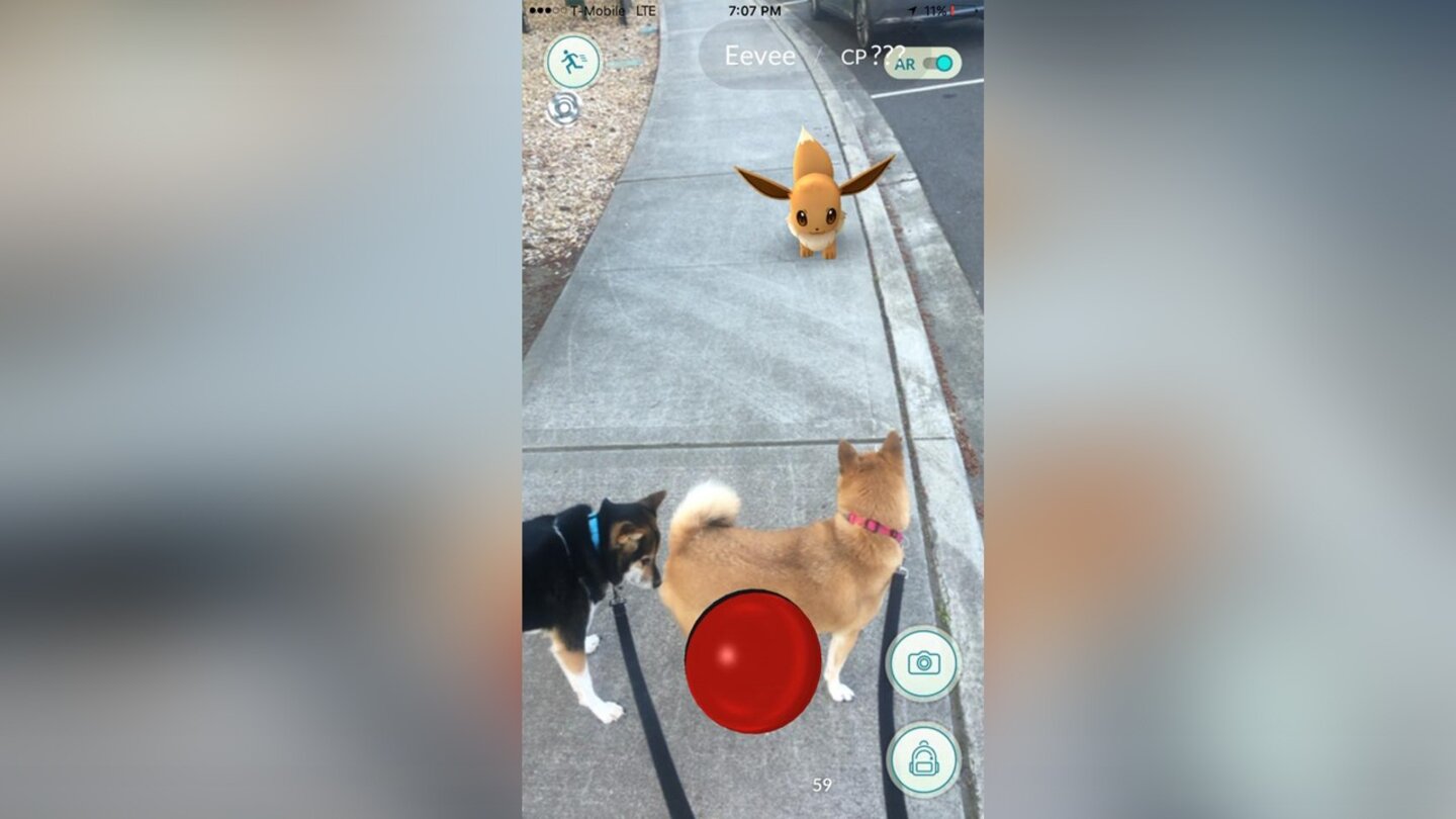 Die skurrilsten Pokémon-FundorteDer Hund hat das Evoli eindeutig gewittert.