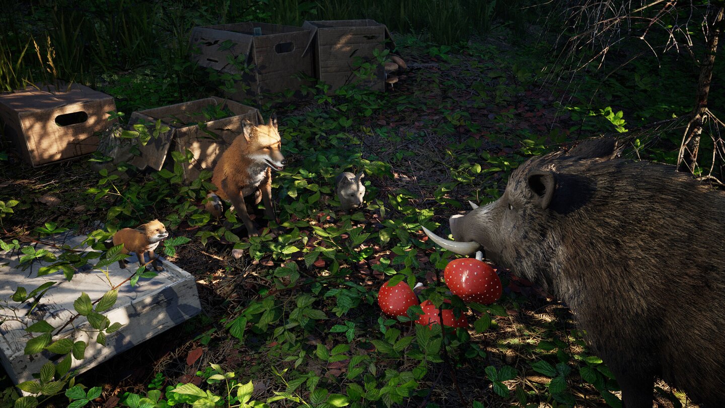 Wild Terrain