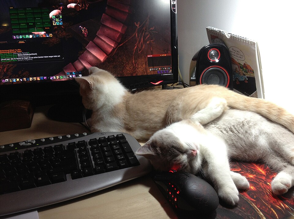 Bei Blizzard sorgen Katzen dafür, dass man beim Arbeiten auch an Pausen denkt.
