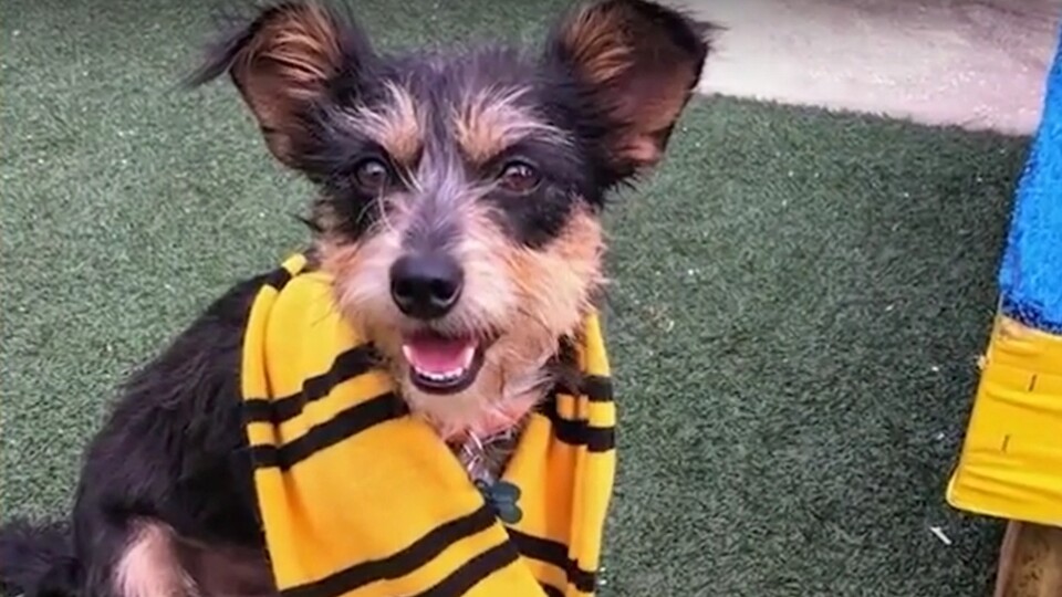 Ein Tierheim in Orlando hat seine Hunde in Hogwarts-Häuser eingeteilt (Bildquelle: https:www.youtube.comwatch?v=812WT-TMI88)